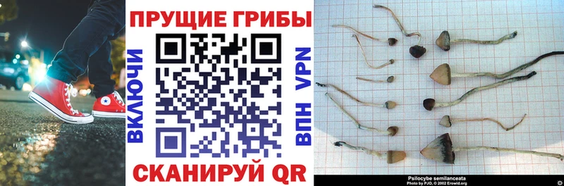 Галлюциногенные грибы Psilocybine cubensis Малоярославец
